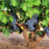 Mundo del Vino: Variedades