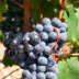 Mundo del Vino: Variedades