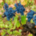 Mundo del Vino: Variedades
