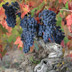 Mundo del Vino: Variedades