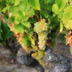 Mundo del Vino: Variedades